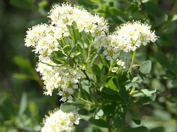 Spirea crenata